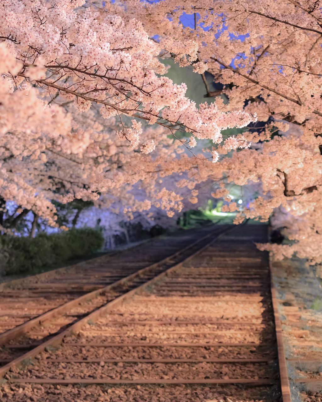 春がきた そうだ 京都に行こう 京都の 満足度1 の春旅スポットまとめ Retrip リトリップ