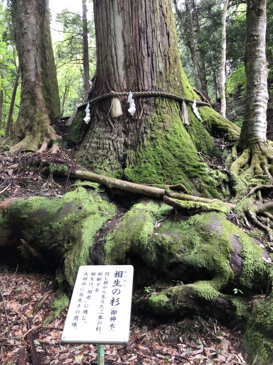 貴船神社 相生の杉 Retrip リトリップ