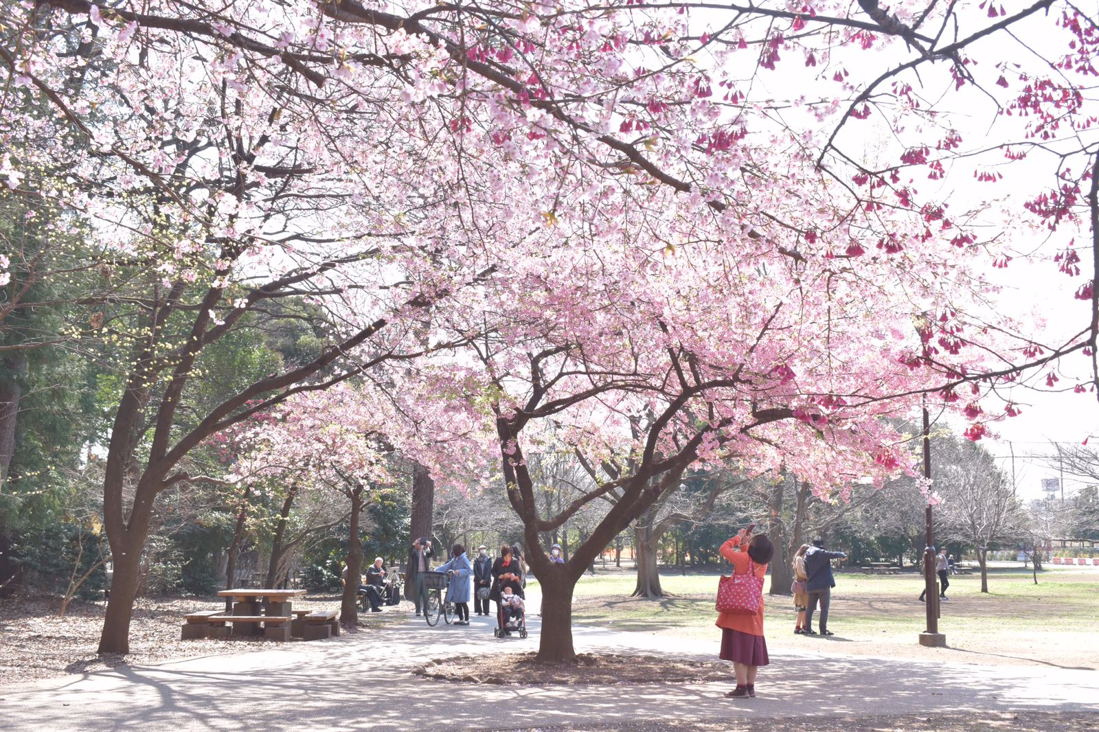 1位は誰もが納得の桜の名所 関東人気お花見スポットランキングtop10 Retrip リトリップ