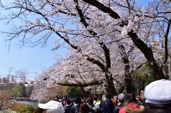 お花見しながらピクニック 東京都内にある 桜が綺麗な公園 庭園 10選 Retrip リトリップ