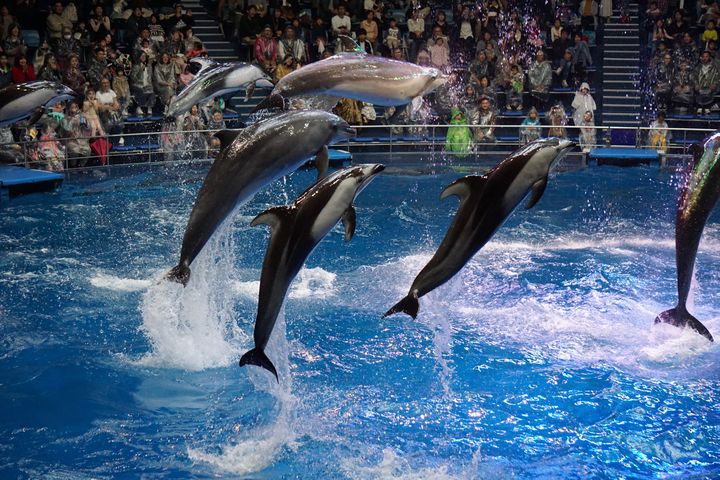 どこも同じだと思ってない 行くべき東京近郊でおすすめしたい水族館10選 Retrip リトリップ