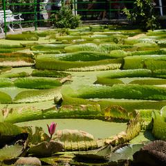 台湾のみんなが知らないフォトジェスポット 蓮の上に乗れる 康莊蓮園 とは Retrip リトリップ