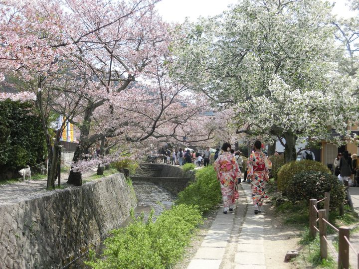 春がきた そうだ 京都に行こう 京都の 満足度1 の春旅スポットまとめ Retrip リトリップ