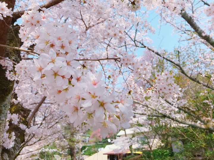いつも自然体花園たえ(SP) そこはまるで秘密の花園。京都で密かに人気な桜の名所「原谷苑