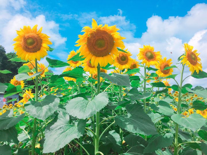 一面に広がる黄色い絶景！日本全国の“7月から咲くひまわり畑”まとめ