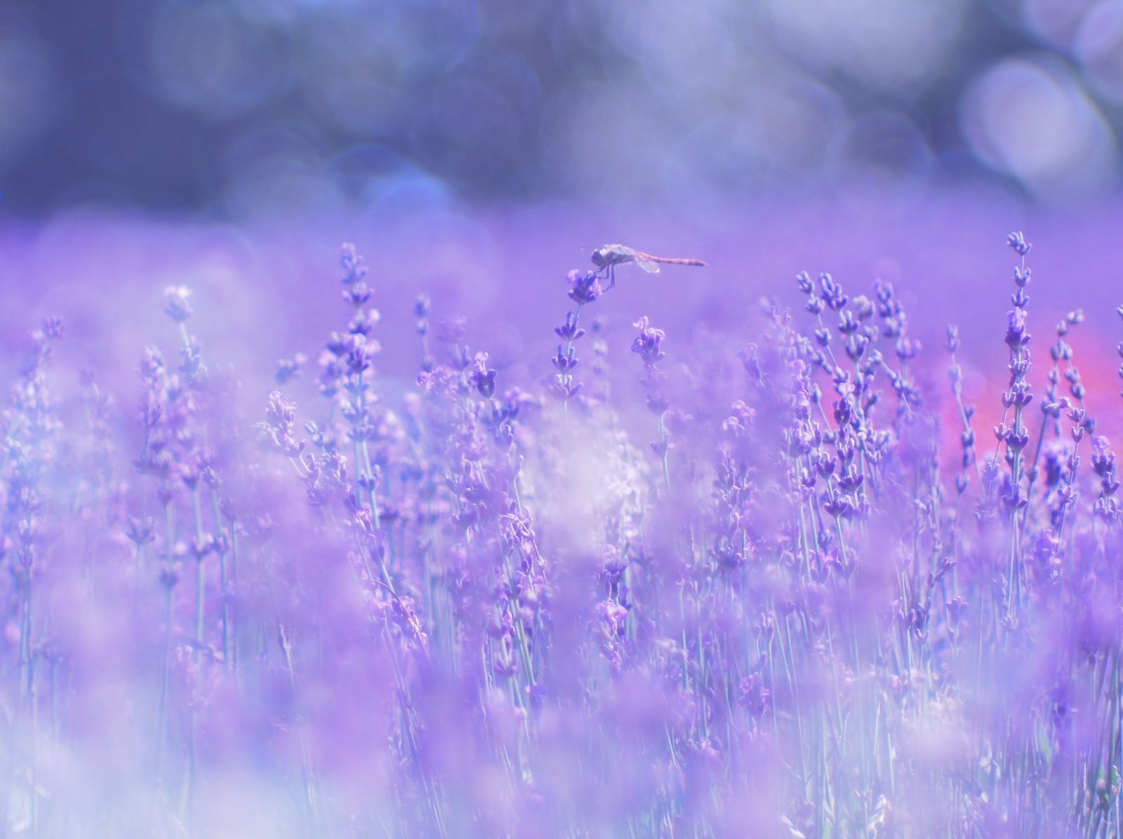 15枚目の画像 関東篇 エモい だけじゃない気持ち シティーガールの私は夏の終わりをこう遊ぶ Retrip リトリップ