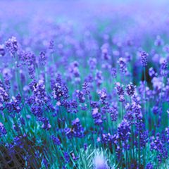 可憐な紫の花が可愛い 全国のおすすめラベンダースポットをご紹介 Retrip リトリップ