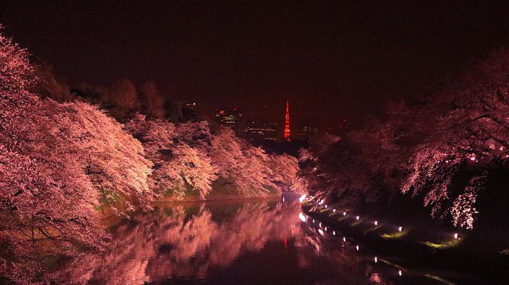 完全保存版 東京都内の夜桜の名所 お花見スポット11選 22年 Retrip リトリップ