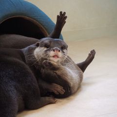 癒しが足りないあなたへ 東京都内の犬カフェ 犬と触れ合える場所10選 Retrip リトリップ