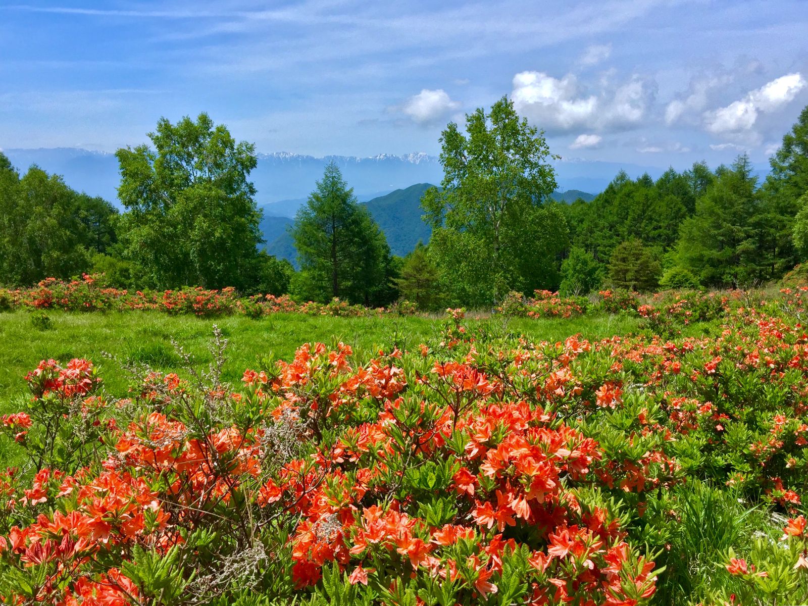 開催中 アルプスにオレンジの花畑 美ヶ原高原のレンゲツツジが美しい Retrip リトリップ