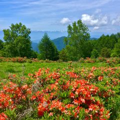 アルプスにオレンジの花畑 美ヶ原高原のレンゲツツジが美しい Retrip リトリップ