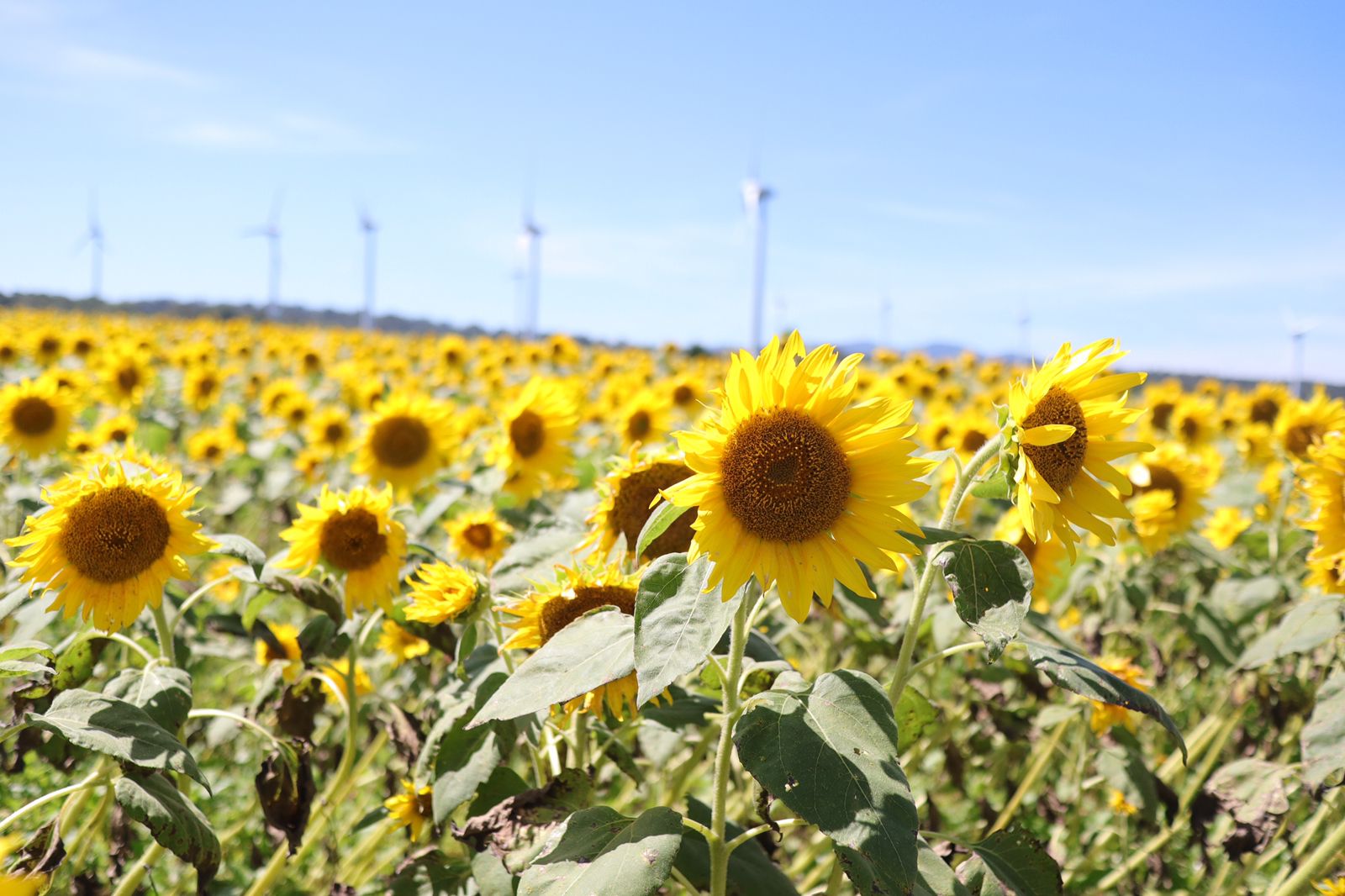 地元民がこっそり教える 福島のおでかけ穴場スポット選 Retrip リトリップ