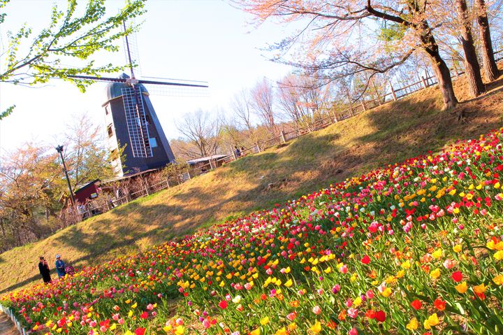 東北の春はこれから 東北地方の旅したくなる 春のお花畑スポット 10選 Retrip リトリップ