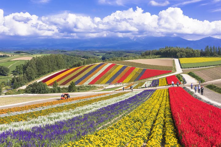 憧れが詰まってる！日本全国の“一面に広がる”花の絶景スポット10選