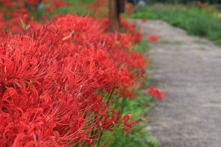 彼岸花から秋をはじめましょう 日本全国の彼岸花が美しいスポット12選 Retrip リトリップ