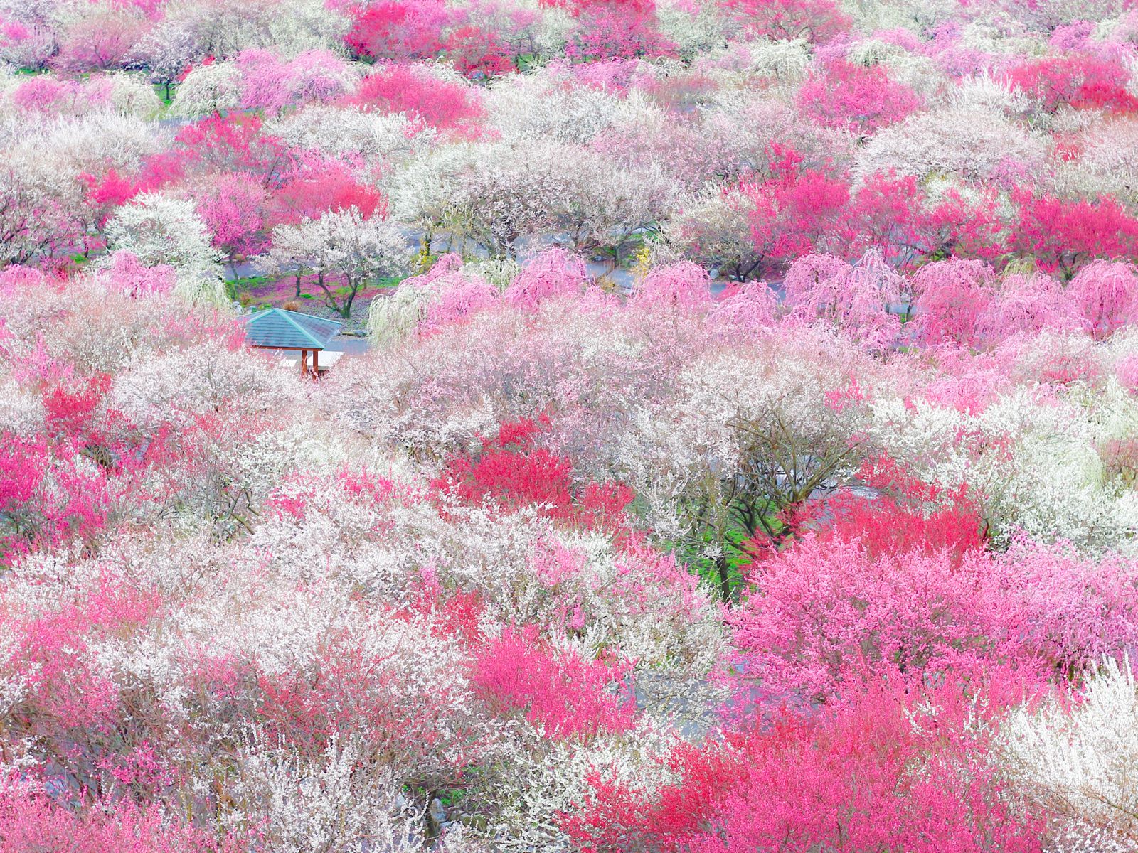 ピンク色に染まる綺麗な景色が広がる 日本全国の美しい 春の絶景 7選 Retrip リトリップ