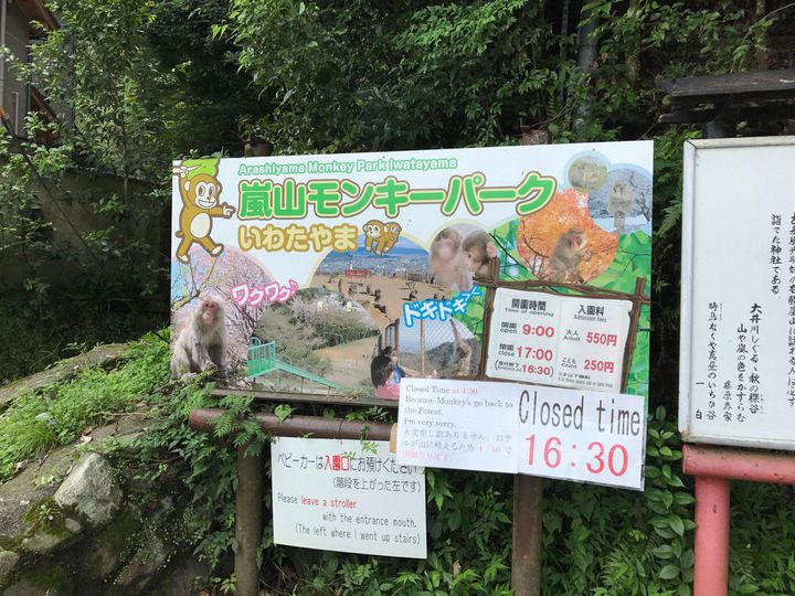京都でニホンザル 嵐山モンキーパーク でしたい5つのこと Retrip リトリップ
