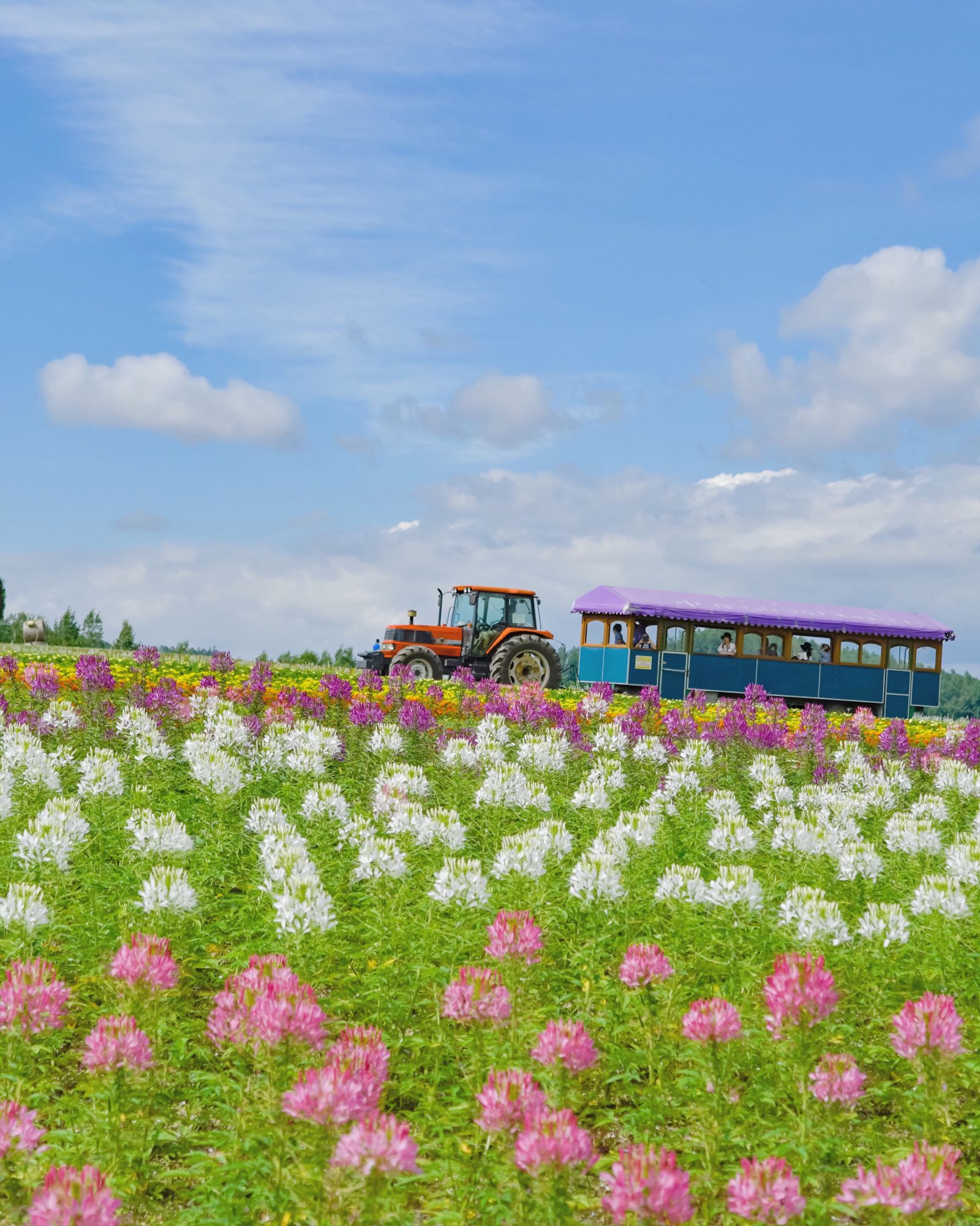 5枚目の画像 花言葉は あなたを待っています 日本全国のラベンダー畑まとめ30選 エリア別 Retrip リトリップ