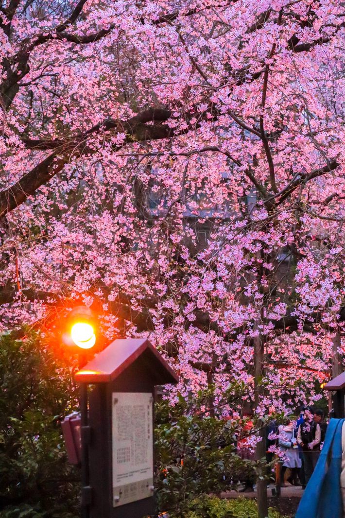 今しかできない思い出を 日本全国の 春の季節限定 絶景桜スポット7選 Retrip リトリップ