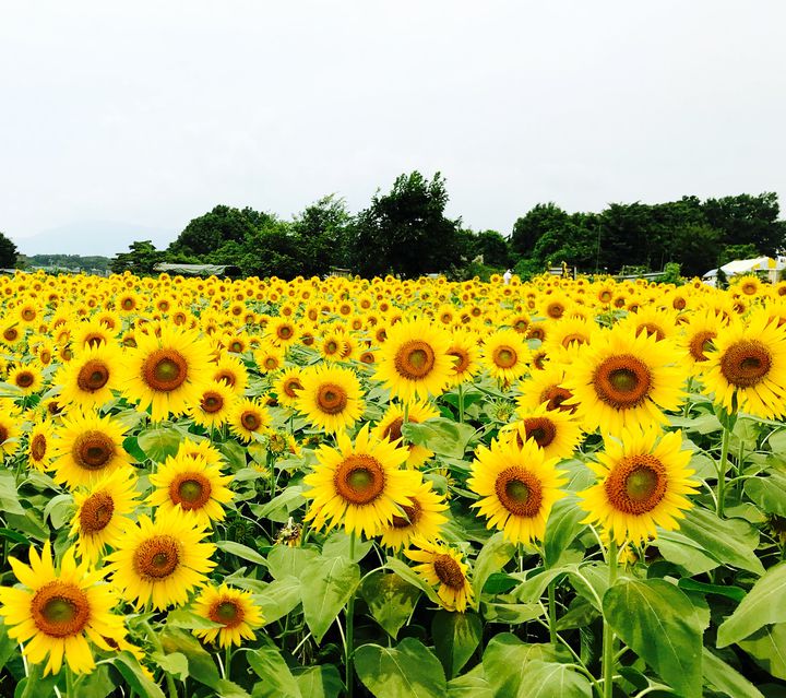 夏を存分に感じよう 夏にしか見られない日本の絶景花畑 やまちゃんのトピックス