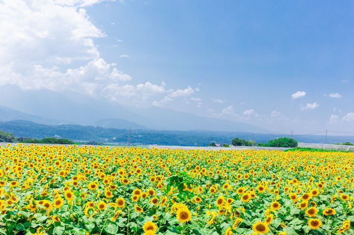 日本一のひまわり畑 都心から日帰りで行ける夏の絶景 明野のひまわり畑 とは Retrip リトリップ