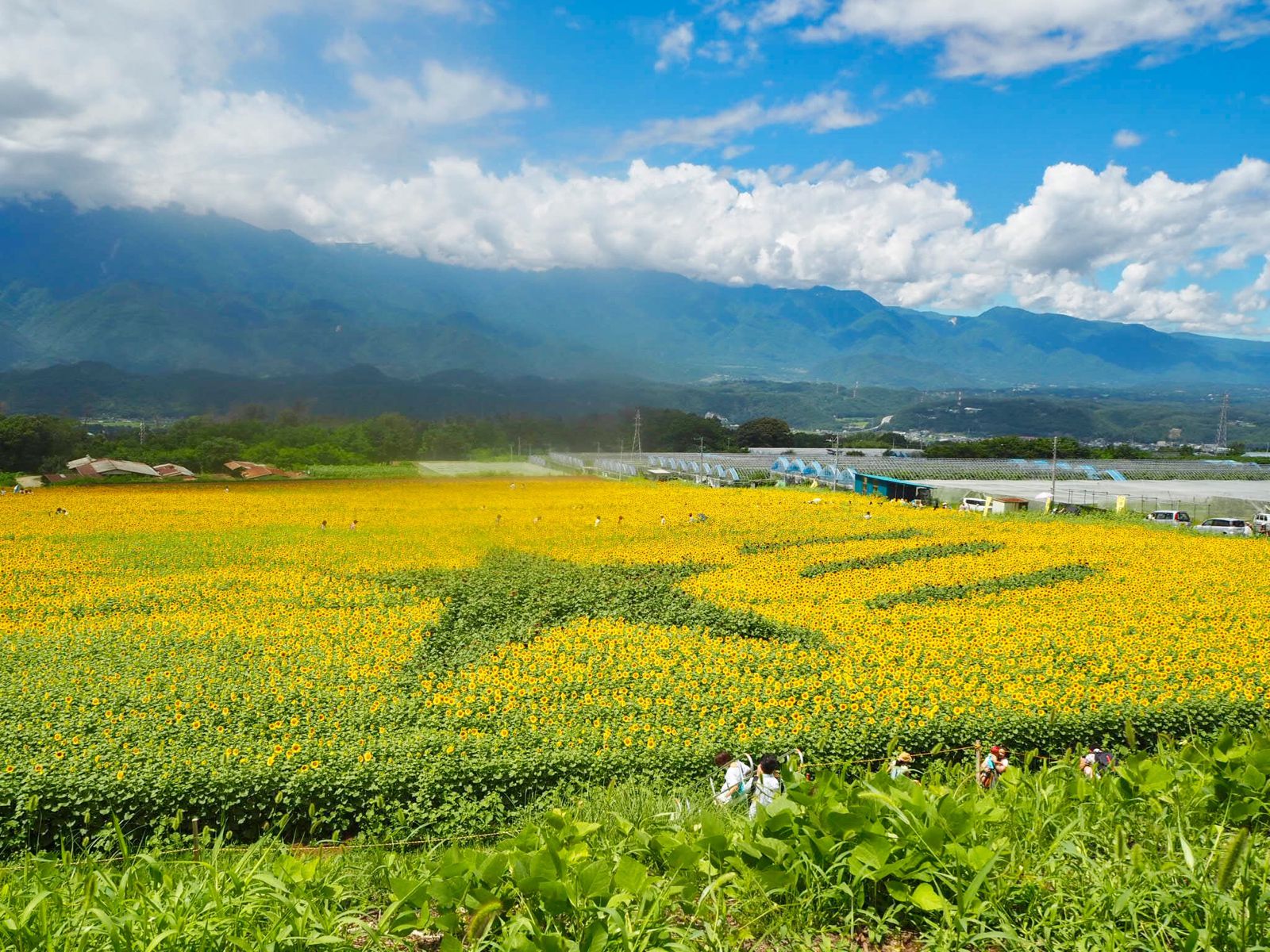 日本一のひまわり畑 都心から日帰りで行ける夏の絶景 明野のひまわり畑 とは Retrip リトリップ