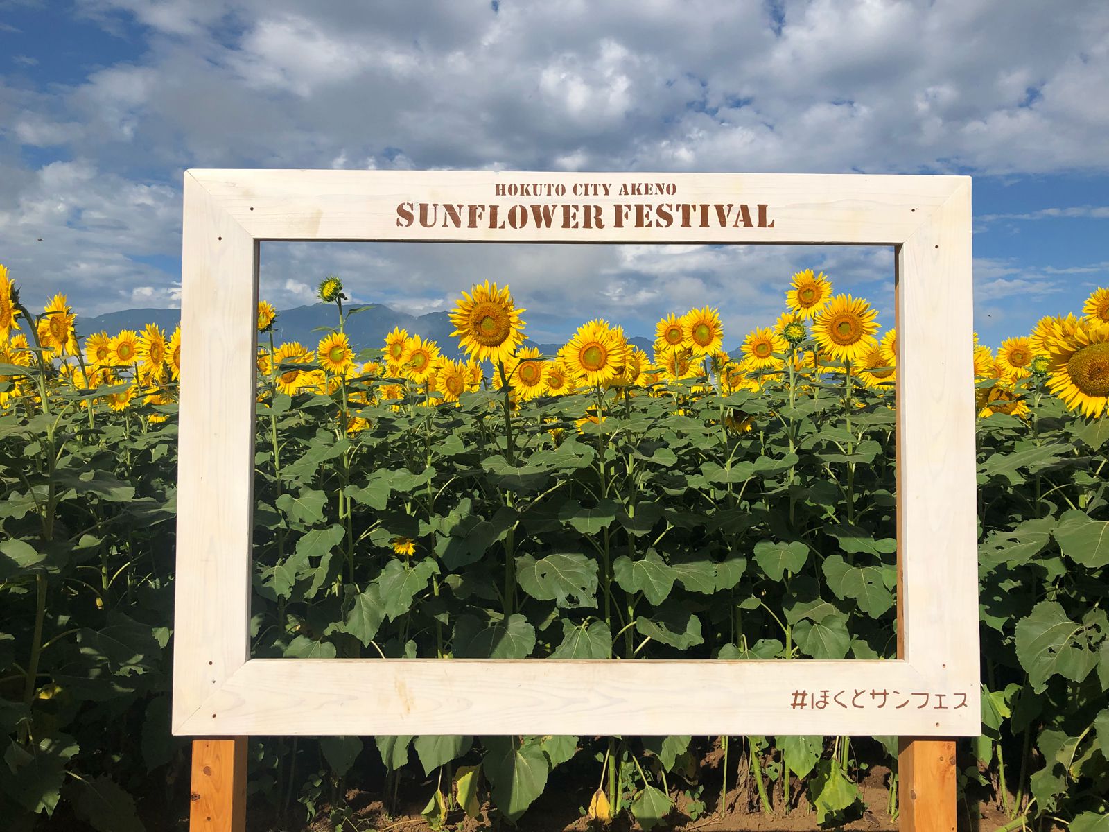 9枚目の画像 日本一のひまわり畑 都心から日帰りで行ける夏の絶景 明野のひまわり畑 とは Retrip リトリップ