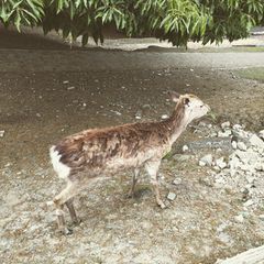 最新 秩父 長瀞 小川の人気動物園 水族館ランキングtop1 Retrip リトリップ