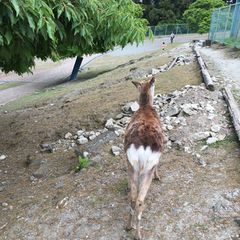 最新 秩父 長瀞 小川の人気動物園 水族館ランキングtop1 Retrip リトリップ