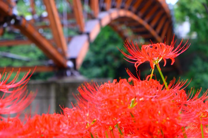 紅葉狩りだけじゃ物足りない！秋に見頃を迎える花の名所7選