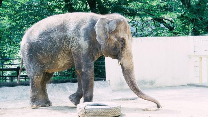 姫路城の中にある本格的動物園「姫路市立動物園」でしたい5つのこと