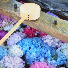 まるで水面に花が咲いているよう 御裳神社の 手水舎のあじさい が絶景と話題 Retrip リトリップ