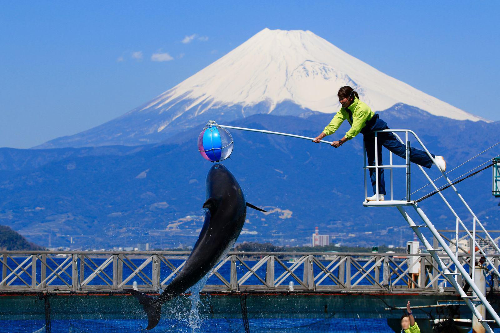 無人島の水族館！静岡「あわしまマリンパーク」でしたい5つのこと