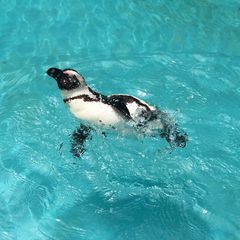 無人島の水族館！静岡「あわしまマリンパーク」でしたい5つのこと