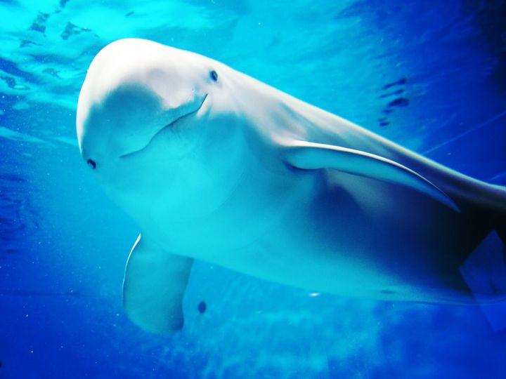 厳島神社から徒歩10分！広島「宮島水族館」でしたい7つのこと