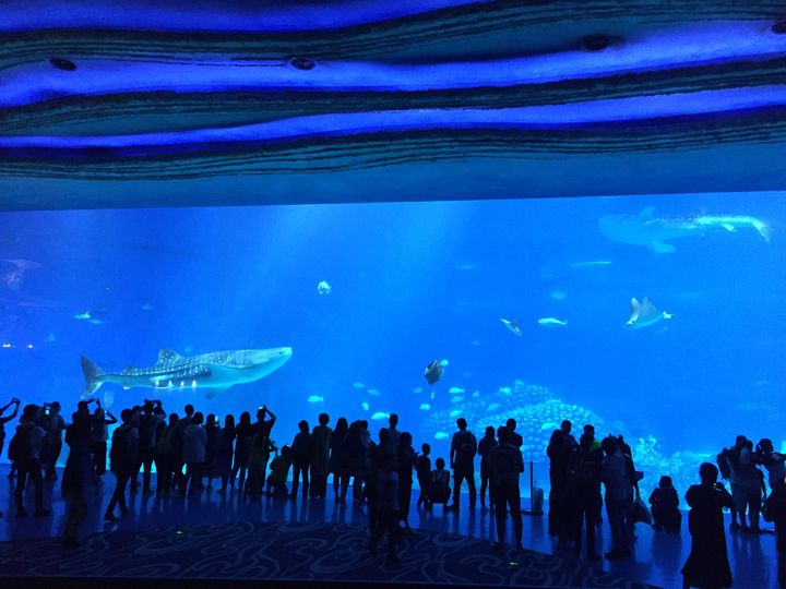 人生で一度は行きたい 世界の人気水族館top10 Retrip リトリップ