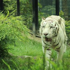 夜の動物を堪能 鹿児島の 平川動物公園 でしたい5つのこと Retrip リトリップ