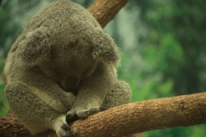 コアラに会えるだけじゃない！平川動物公園の隠れた魅力を見に行こう！