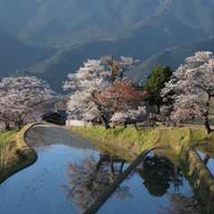 お花見ならここ ハズレなし 東海の桜名所ランキングbest10 Retrip リトリップ