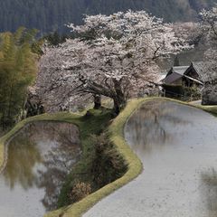 お花見ならここ ハズレなし 東海の桜名所ランキングbest10 Retrip リトリップ