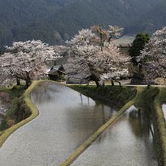 お花見ならここ ハズレなし 東海の桜名所ランキングbest10 Retrip リトリップ