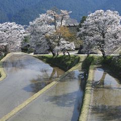 お花見ならここ ハズレなし 東海の桜名所ランキングbest10 Retrip リトリップ