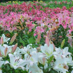 ユリってこんなに可愛かったんだ 可愛すぎる日本全国ユリの絶景10選 Retrip リトリップ