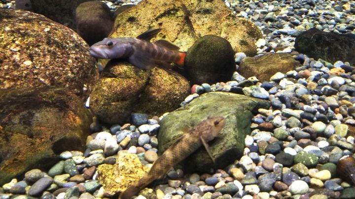 滋賀県立琵琶湖博物館