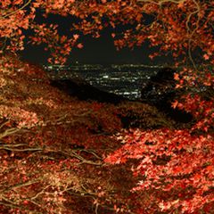 秋夜に色づく紅葉に恋をした 関東近郊の紅葉ライトアップ8選 21 Retrip リトリップ