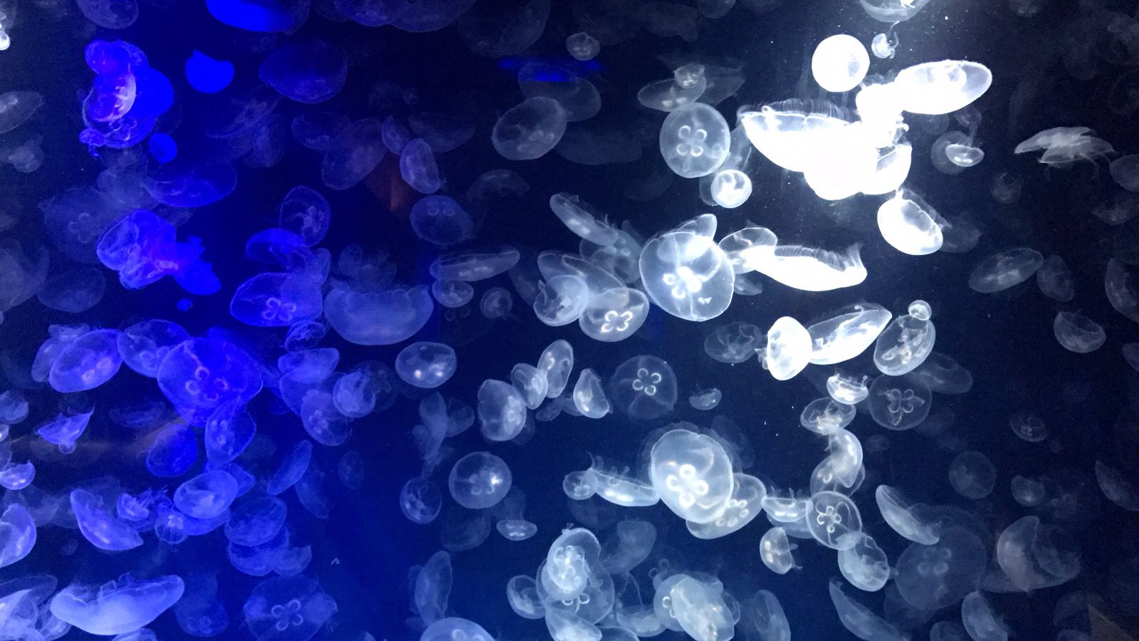 7枚目の画像 クラゲに癒されたい 幻想的なクラゲの水槽が見られる水族館7選 Retrip リトリップ