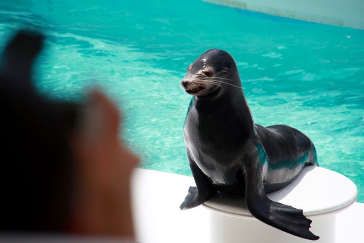 鴨川シーワールドを遊びつくす7つの楽しみ方 千葉最大級の水族館へ Retrip リトリップ