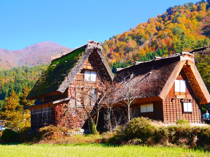 終了 風情ある日本の秋 合掌造りで有名な 白川郷 が紅葉で彩られる Retrip リトリップ