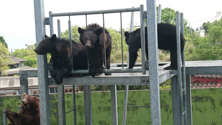 ふれあい王国 熊本県 阿蘇カドリードミニオン でしたい５つのこと Retrip リトリップ