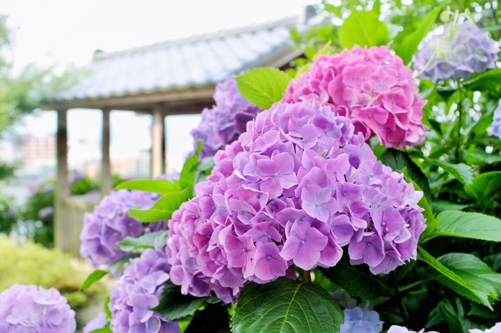 福井県にある紫陽花の名所。「足羽山公園」の紫陽花をみに行こう！